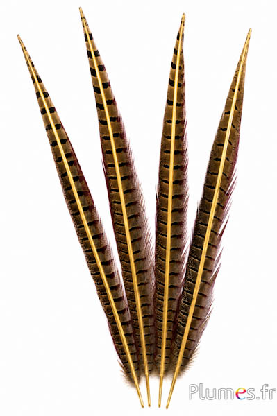 Fagiano di Colchide calamo dorato - 35-45 cm - naturale